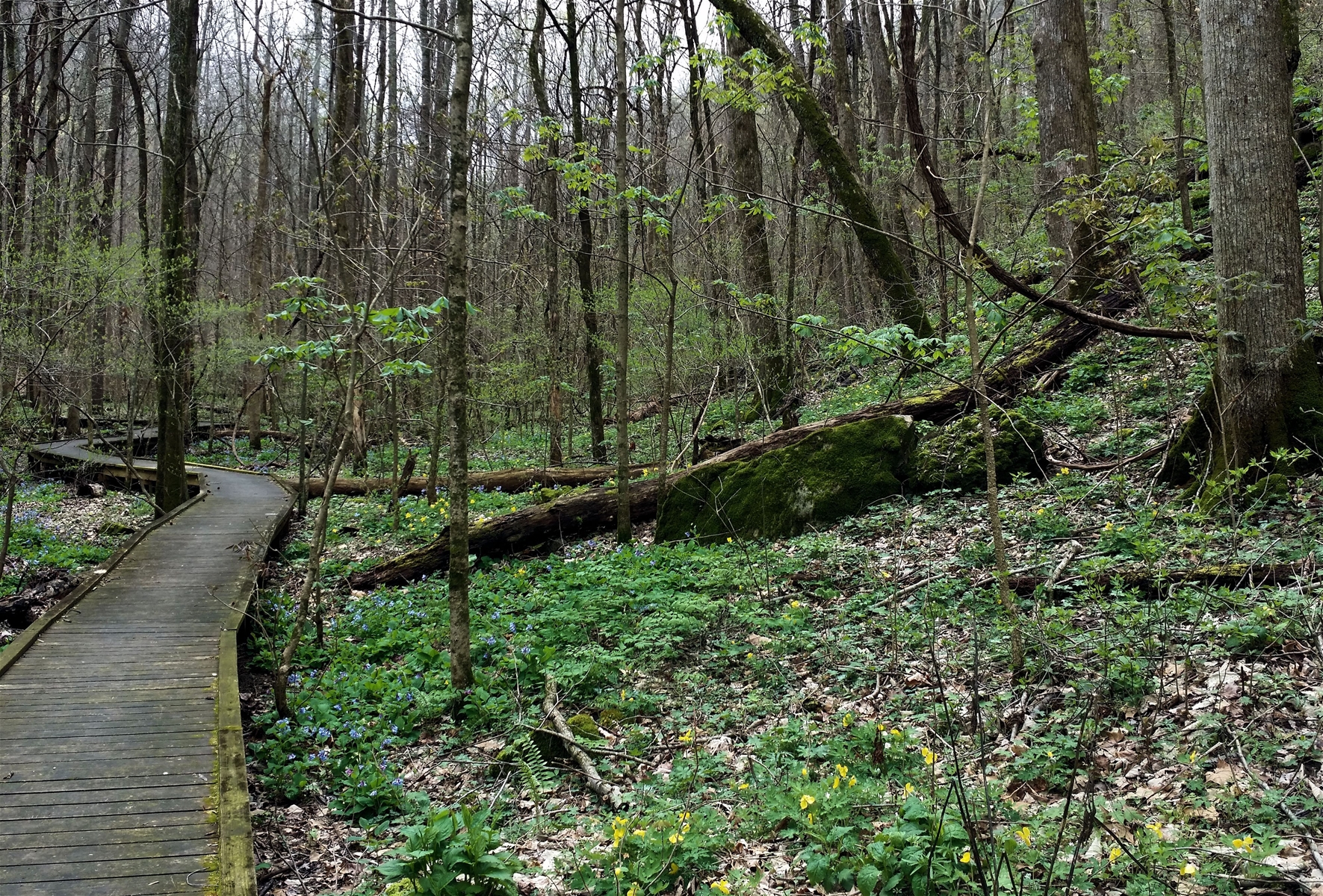 Chattanooga Wildflower trail
